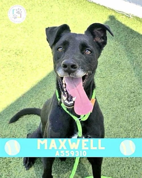 Photo of Maxwell, adoptable Labrador Retriever in Houston, Texas