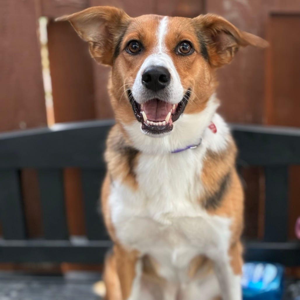 Photo of Willow, adoptable Mixed Breed (Medium) in Portland, Oregon