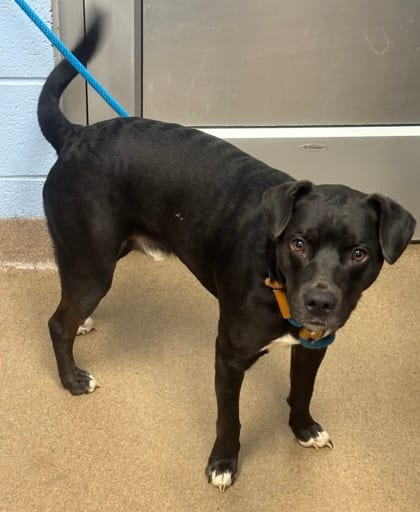 Photo of Mino, adoptable dog in Chamblee, Georgia