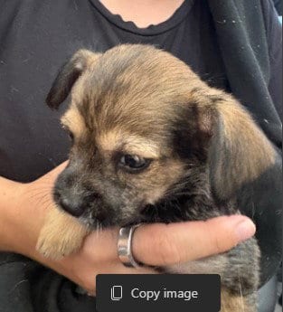 Photo of Dobie, adoptable Cairn Terrier in Dallas, Texas