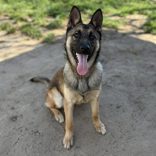 Photo of Dolly, adoptable German Shepherd Dog in Modesto, California