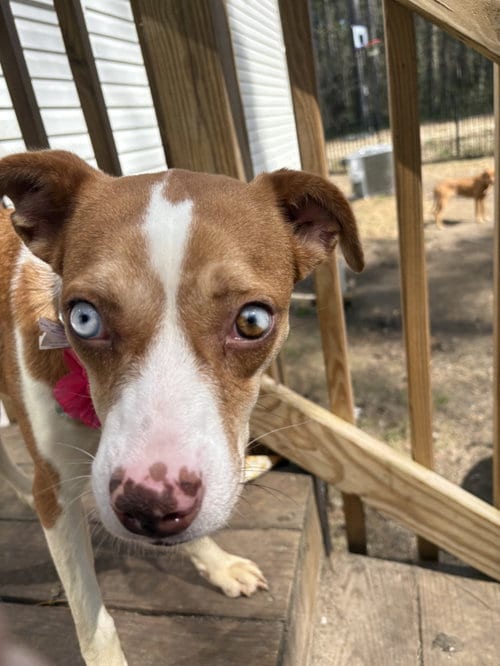 Photo of Charlotte, adoptable Australian Cattle Dog/Blue Heeler in Mcclellanville, South Carolina