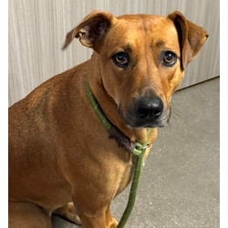 Photo of Bailey, adoptable Golden Retriever in San Antonio, Texas