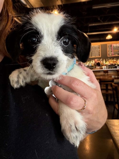 Photo of Bayley - "B" Litter, adoptable Terrier in Holly Springs, North Carolina