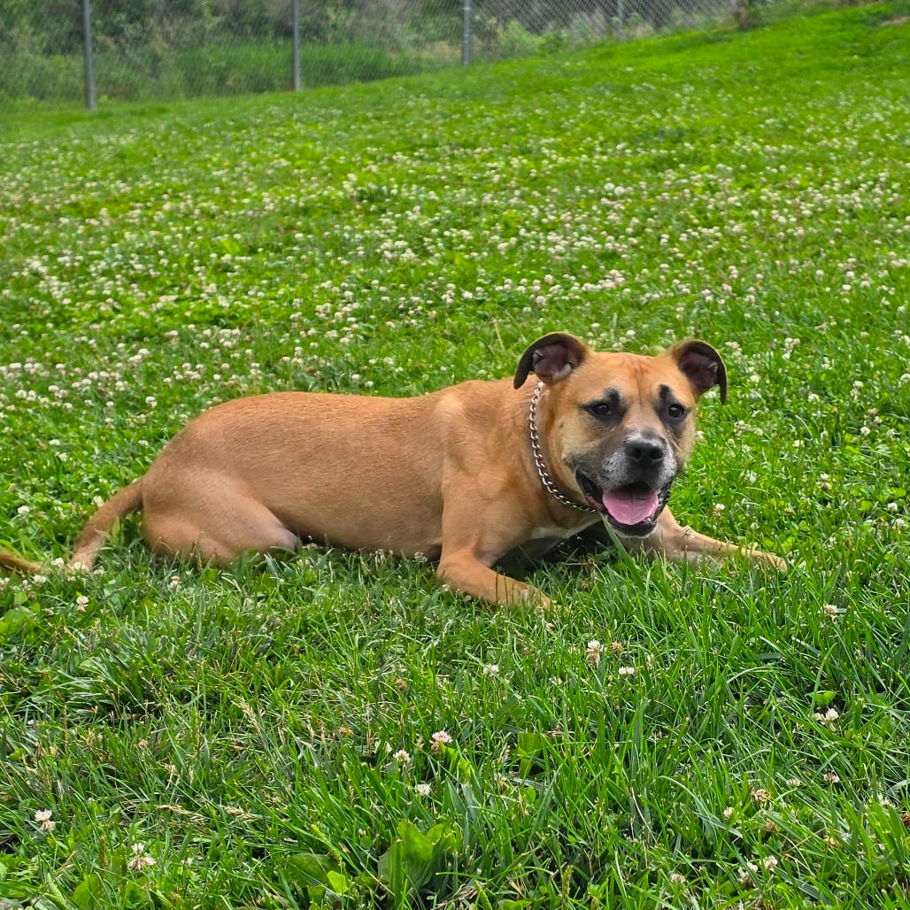 Photo of Bart, adoptable Terrier, Pit Bull in Marshalltown, Iowa