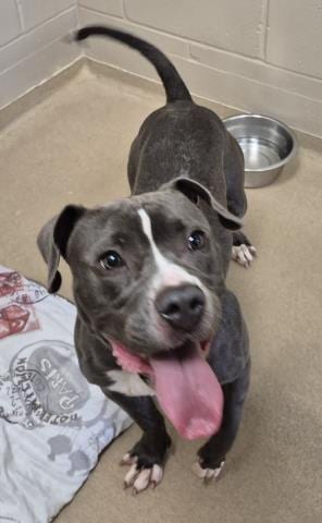 Photo of Pearl, adoptable Pit Bull Terrier in Decatur, Illinois