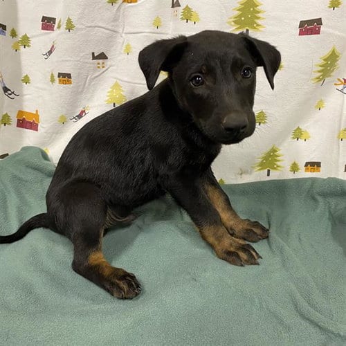 Photo of A614292, adoptable German Shepherd Dog in Modesto, California