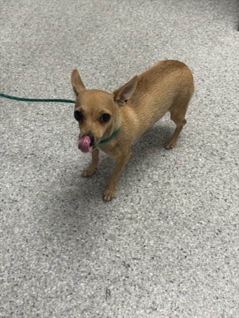 Photo of Wiggles, adoptable Chihuahua in Pasadena, Texas