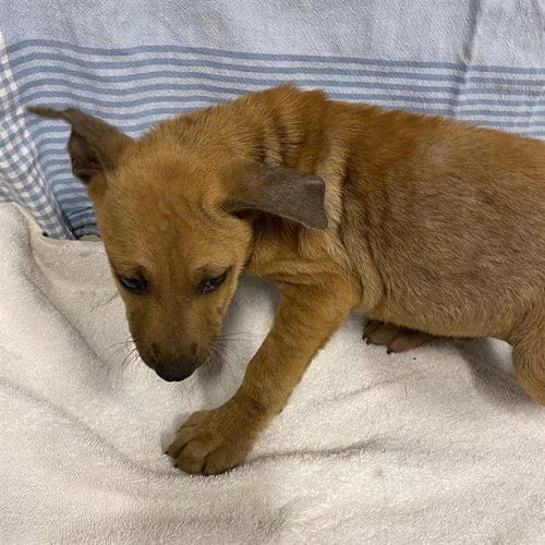 Photo of Frenchie, adoptable Belgian Shepherd Malinois in Modesto, California