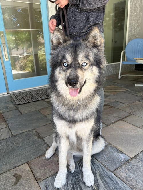 Photo of Wes, adoptable Siberian Husky in Walnut Creek, California