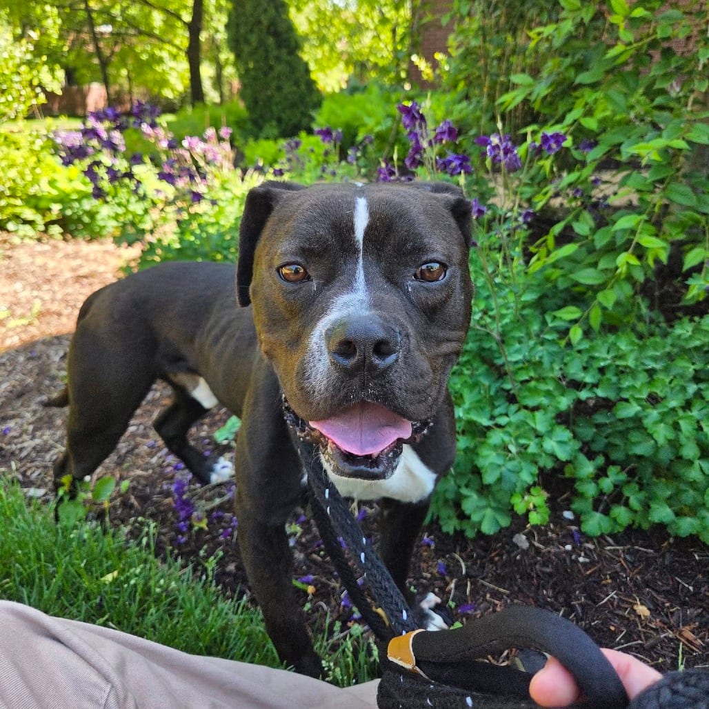 Photo of El Paso, adoptable Mixed Breed (Medium) in St. Louis, Missouri