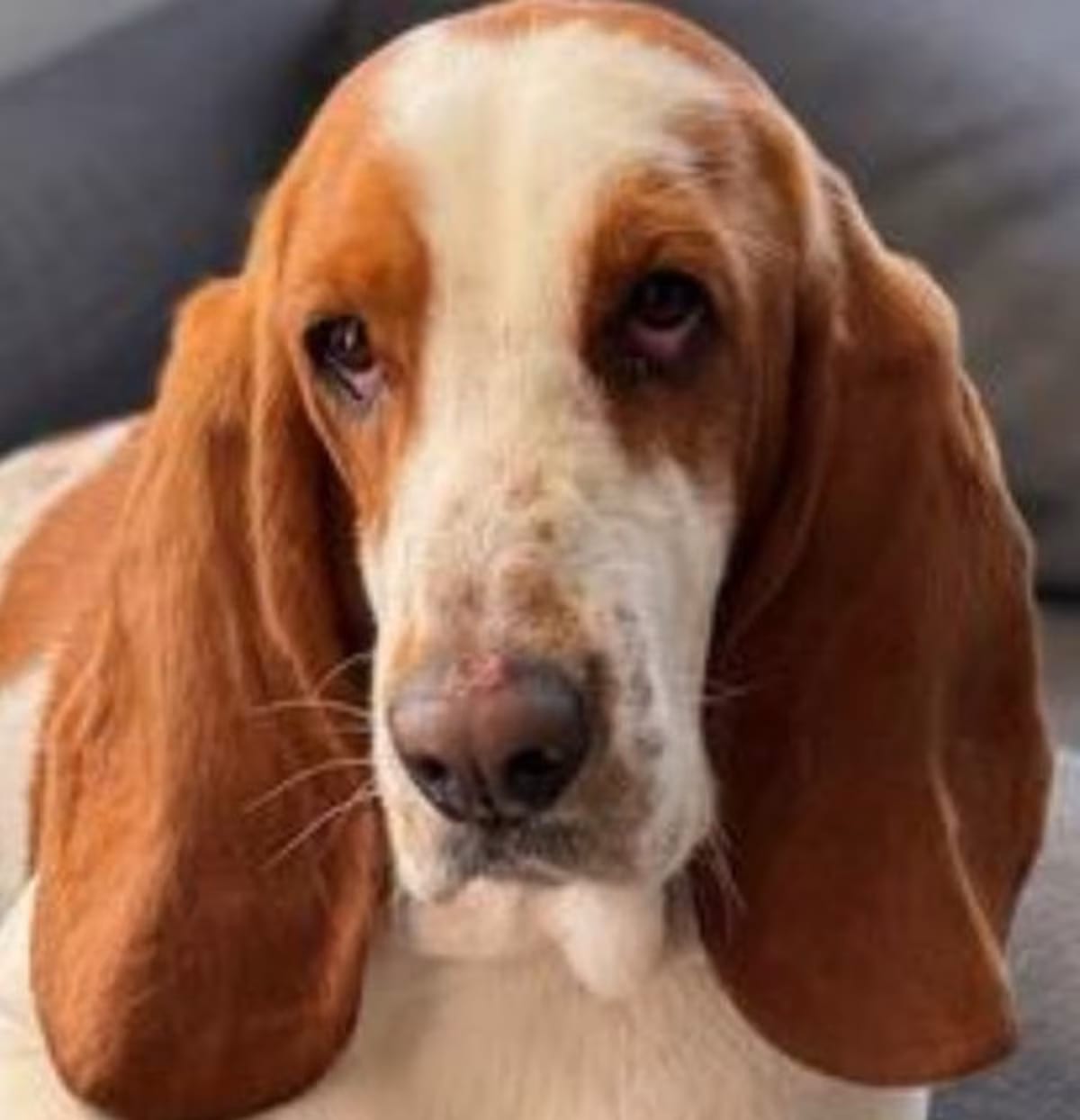 Photo of Daisy Mae, adoptable Basset Hound in Auburndale, Florida