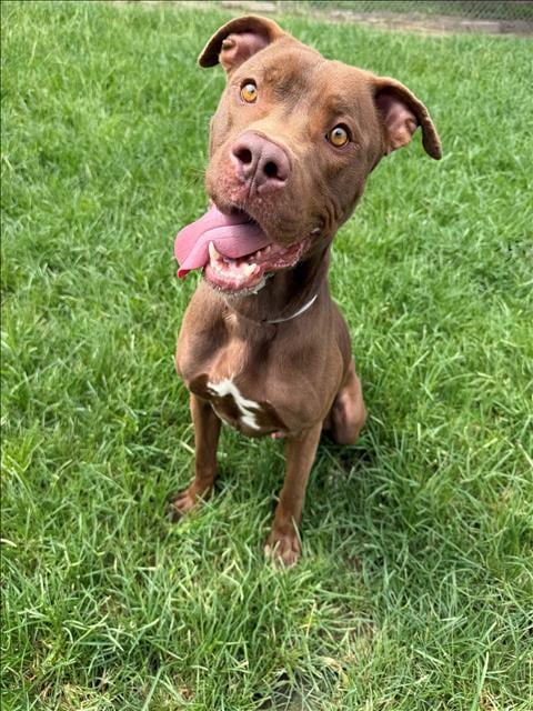 Photo of Jonas, adoptable Pit Bull Terrier in Conroe, Texas