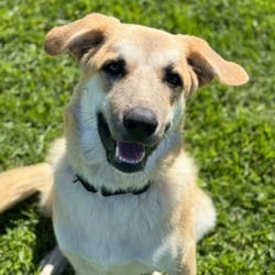 Photo of Jeanette, adoptable Anatolian Shepherd in Santa Maria, California
