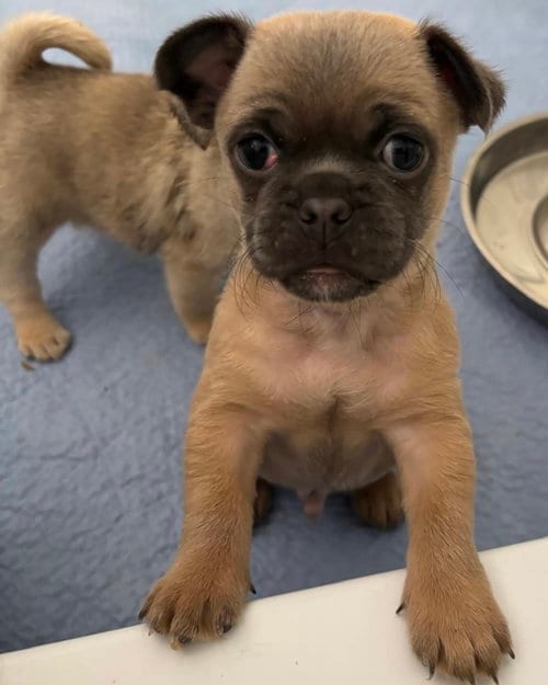 Photo of Rocket, adoptable Pug in Corona, California