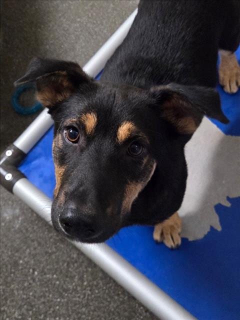 Photo of Donald Duck, adoptable German Shepherd Dog in Woodland, California
