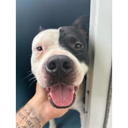 Photo of Ozzie, adoptable Mixed Breed (Medium) in West Palm Beach, Florida