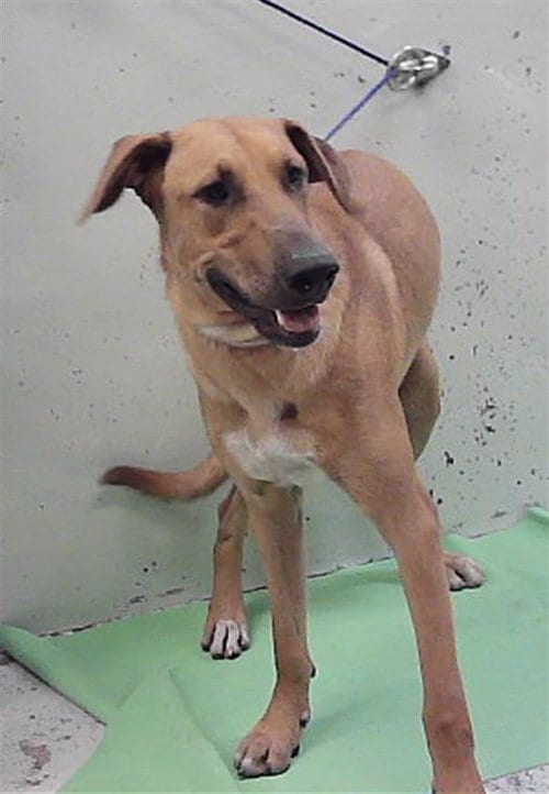 Photo of Sir Davis, adoptable Rhodesian Ridgeback in Houston, Texas