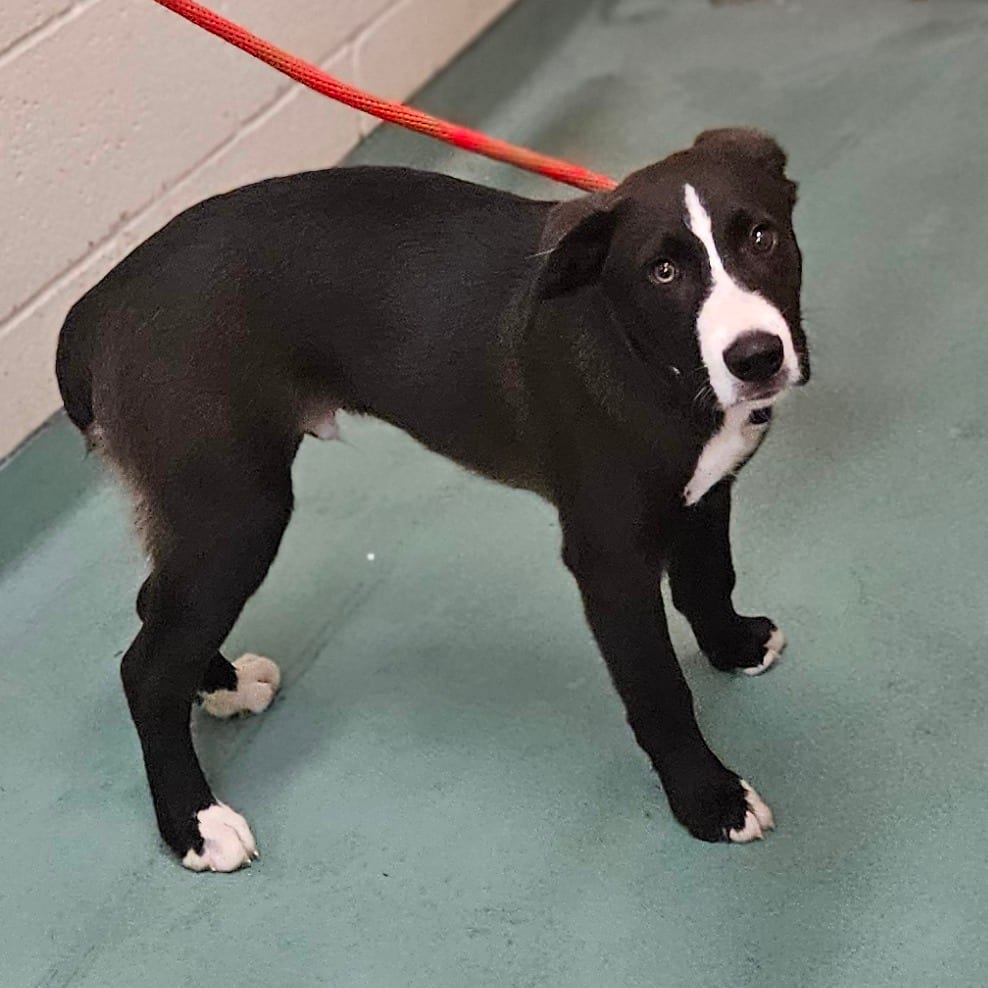 Photo of Willie, adoptable dog