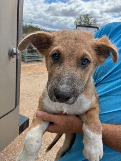 Photo of Lime, adoptable German Shepherd Dog in Phoenix, Arizona