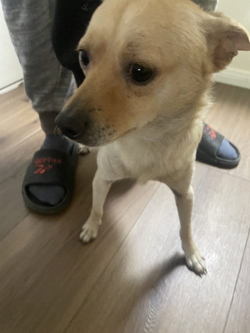 Photo of Bear, adoptable Chihuahua in San Diego, California