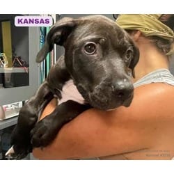 Photo of Kansas, adoptable American Pit Bull Terrier in Eighty Four, Pennsylvania