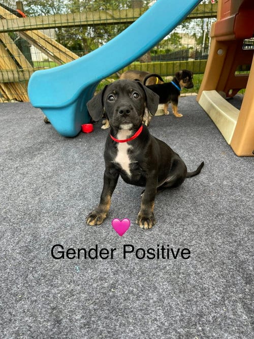 Photo of Gender Positive, adoptable Chihuahua in Newark, Delaware