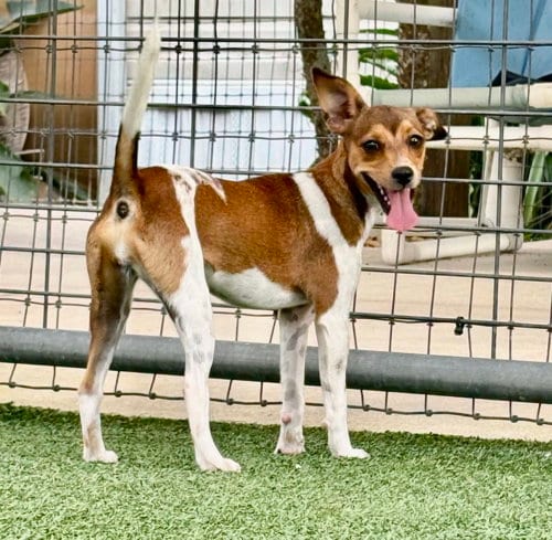 Photo of Sugar Hill, adoptable Chihuahua in oakland, Florida