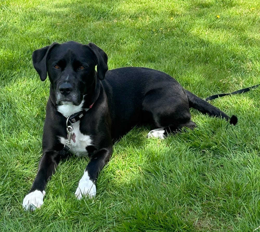 Photo of Lucy, adoptable Labrador Retriever in Dana Point, California