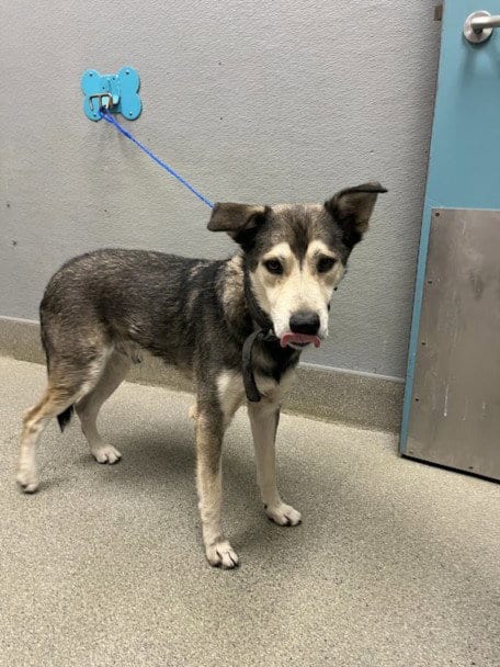 Photo of Bruhmps, adoptable Siberian Husky in Las Vegas, Nevada