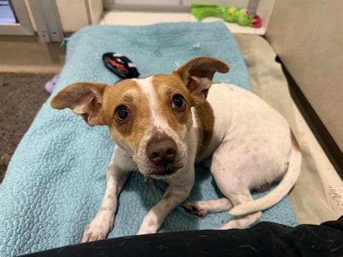 Photo of Ferb, adoptable Parson Russell Terrier in Berkeley, California