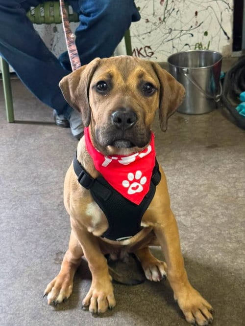 Photo of Chance, adoptable Hound in Holly Springs, North Carolina