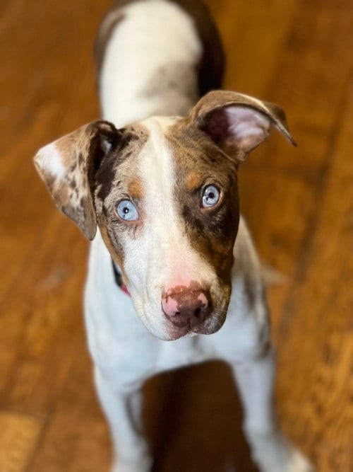 Photo of Clint, adoptable Catahoula Leopard Dog in Bellevue, Washington