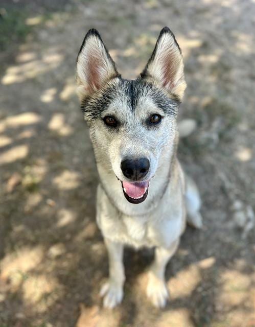 Photo of Meekah, adoptable Siberian Husky in Riverside, California