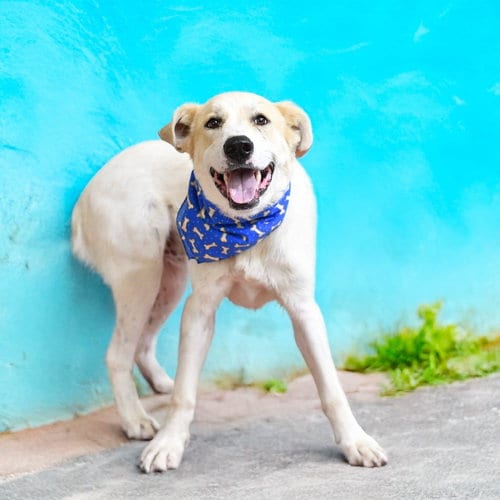 Photo of Wylie, adoptable Great Pyrenees in Coldwater, Michigan