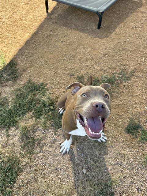 Photo of Bankai, adoptable Staffordshire Bull Terrier in Killeen, Texas