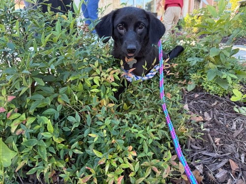 Photo of Fate - Life of a Showgirl Litter, adoptable Labrador Retriever in Holly Springs, North Carolina