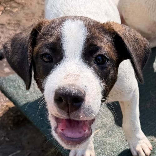 Photo of Emeka, adoptable Hound in Canton, Connecticut