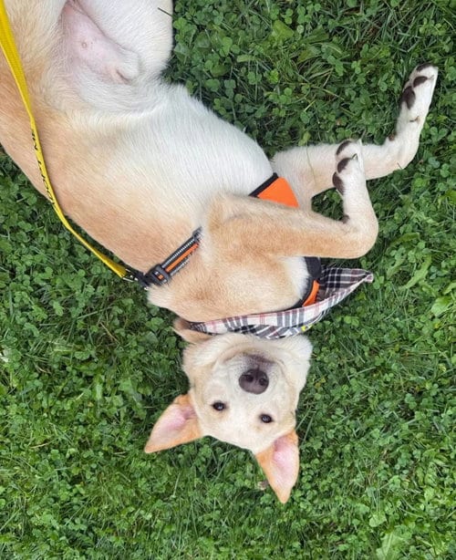 Photo of Cairo, adoptable Husky in Germantown, Ohio