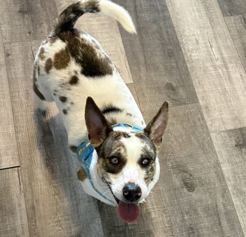 Photo of Raya, adoptable Chihuahua in Sistersville, West Virginia