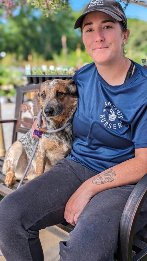 Photo of Obie, adoptable Australian Cattle Dog/Blue Heeler in Lacombe, Louisiana