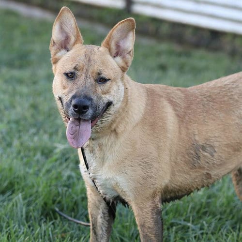 Photo of Canela, adoptable German Shepherd Dog in Modesto, California
