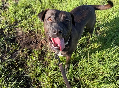 Photo of Moku, adoptable Labrador Retriever in Ocala, Florida