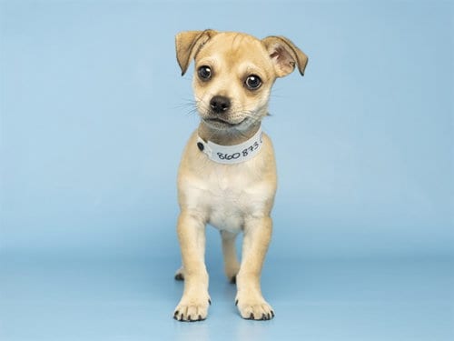 Photo of Louis, adoptable Chihuahua in Phoenix, Arizona
