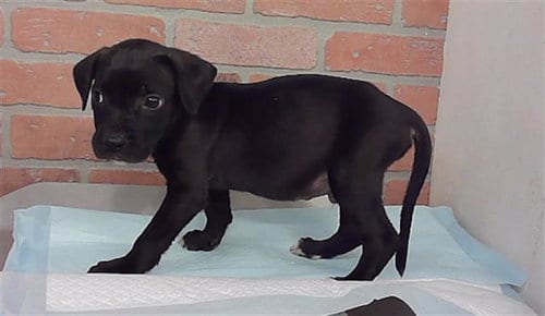 Photo of Baldr, adoptable American Staffordshire Terrier in Houston, Texas