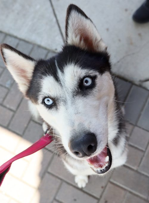 Photo of Farrah, adoptable Siberian Husky in Roswell, Georgia