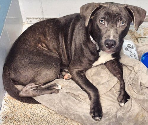 Photo of Zac, adoptable Staffordshire Bull Terrier in Houston, Texas
