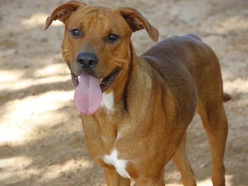 Photo of Nobu, adoptable Labrador Retriever in Tallahassee, Florida