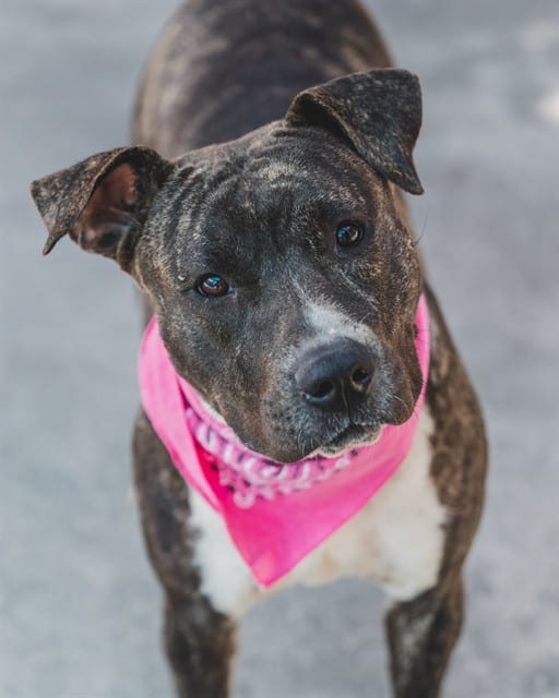 Photo of Bessy, adoptable Terrier mix in Miami, Florida