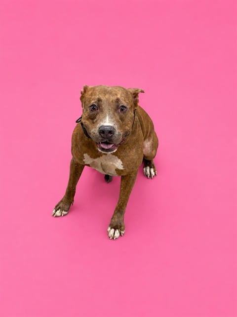 Photo of Lupa, adoptable Terrier mix in Miami, Florida